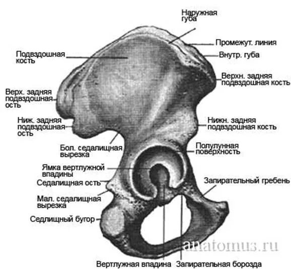 Гребень латынь. Подвздошная кость анатомия строение. Строение таза подвздошная кость. Строение подвздошной кости таза. Анатомия крыла подвздошной кости.