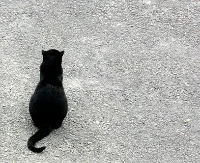 На спине у черного кота 2008