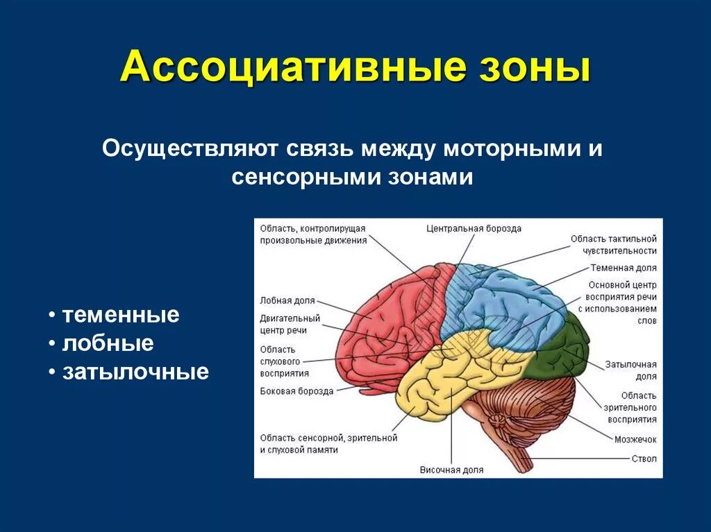 Центры в теменной доле. Ассоциативная зона коры головного мозга. Ассоциативные зоны коры больших полушарий. Первичные проекционные зоны коры головного мозга.