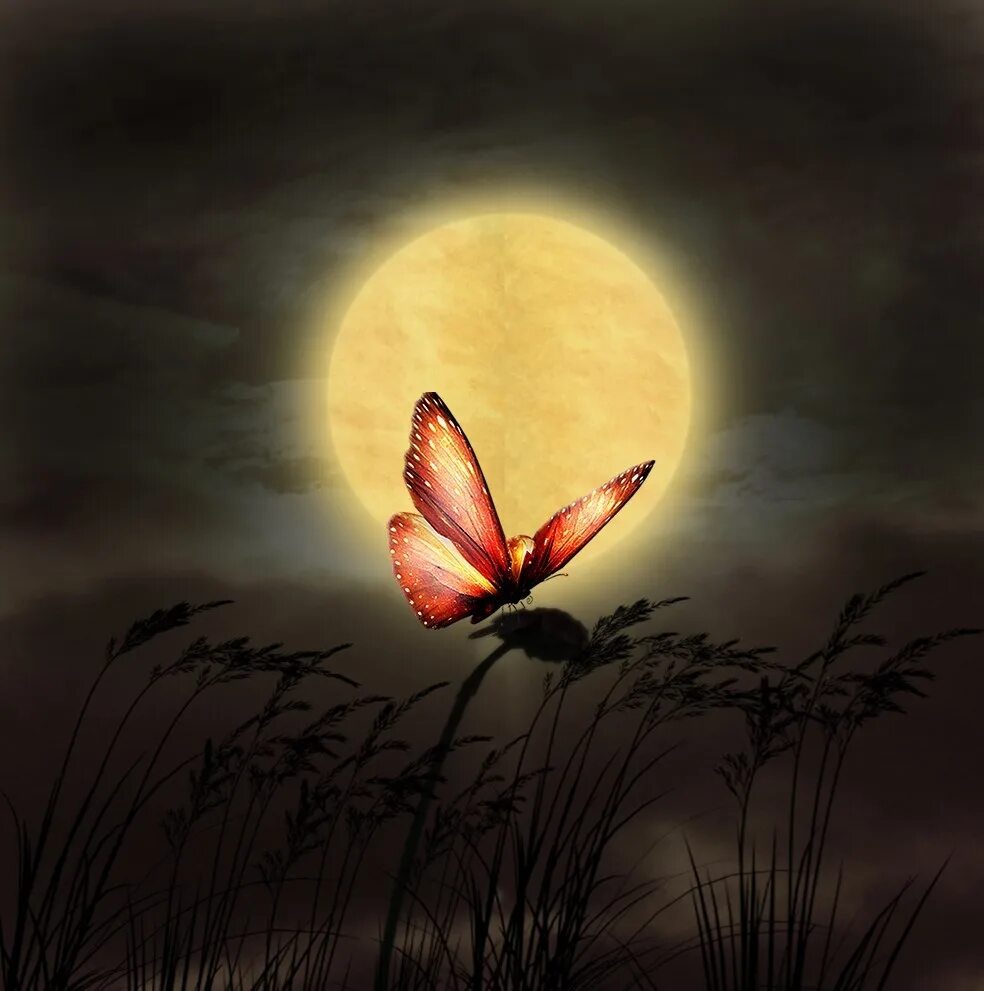 Необыкновенно приятный. Бабочка ночью. Красивых снов. Лунная бабочка. Прекрасная ночь.