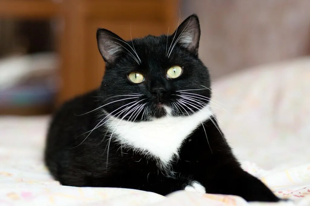 черный котенок с белыми лапками. черный и белый котенок. черный кот с белой манишкой. бразильская короткошерстная кошка черно белая. черный кот с белой лапой.