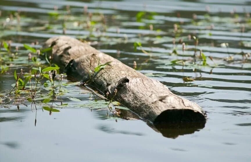 Бревно в реке. Бревно в воде. Бревно плывет. Дерево плавает в воде. На дне лежит усатое бревно