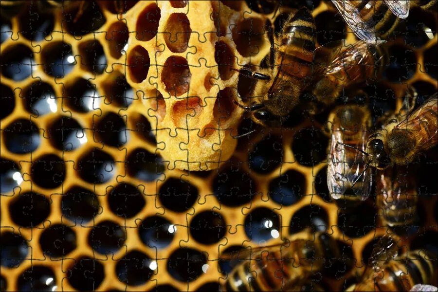 Bees deep