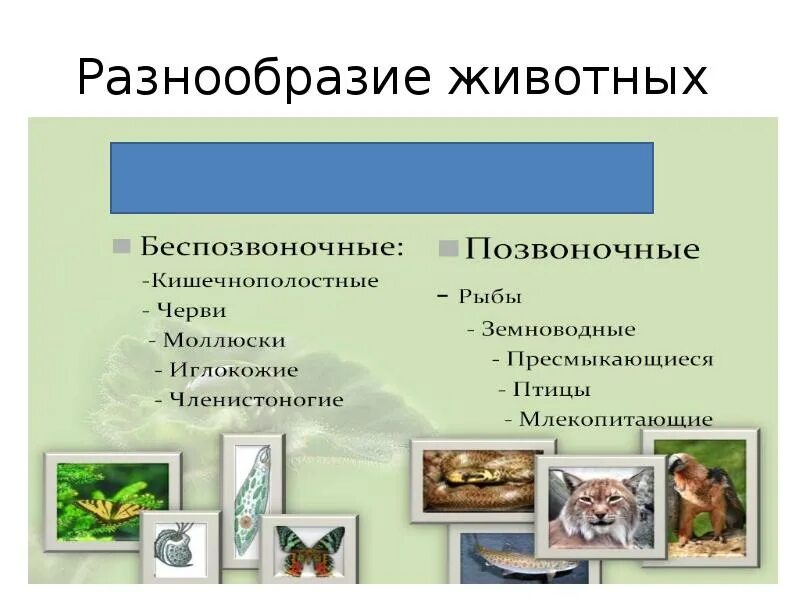 Мир животных 3 класс конспект. Разнообразие животных. Разнообразие животных 3 класс. Разнообразие животных презентация. Разнообразие животных 3 класс презентация.