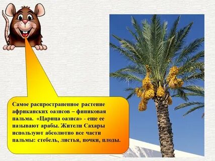 Королева оазисов