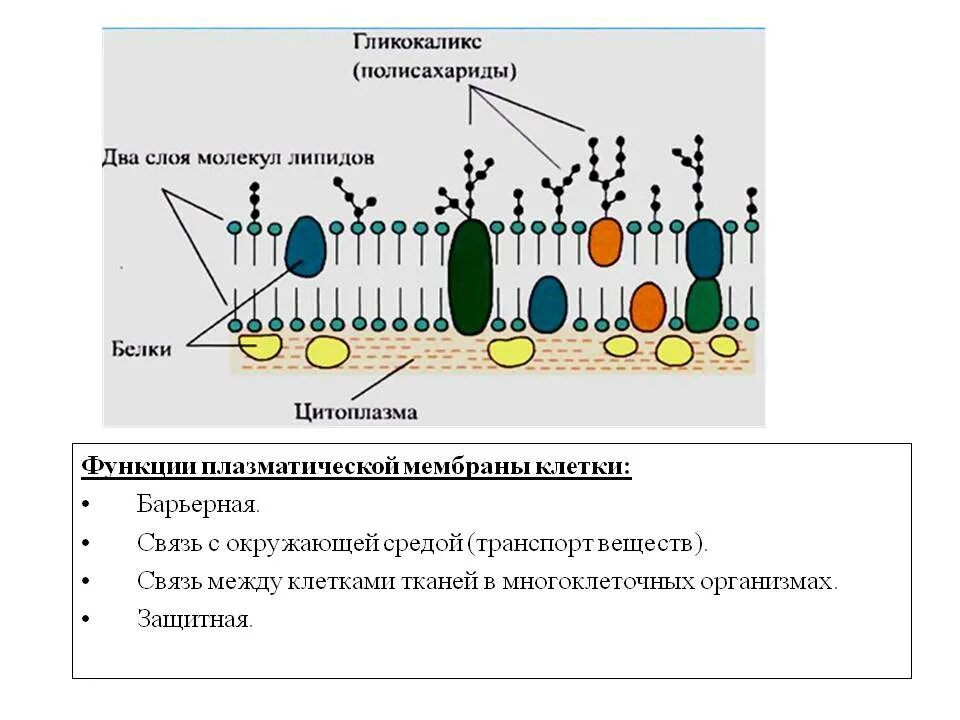 Строение и функции плазматических клеток