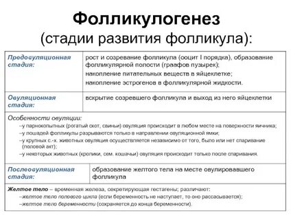 Фолликулы это что простыми словами