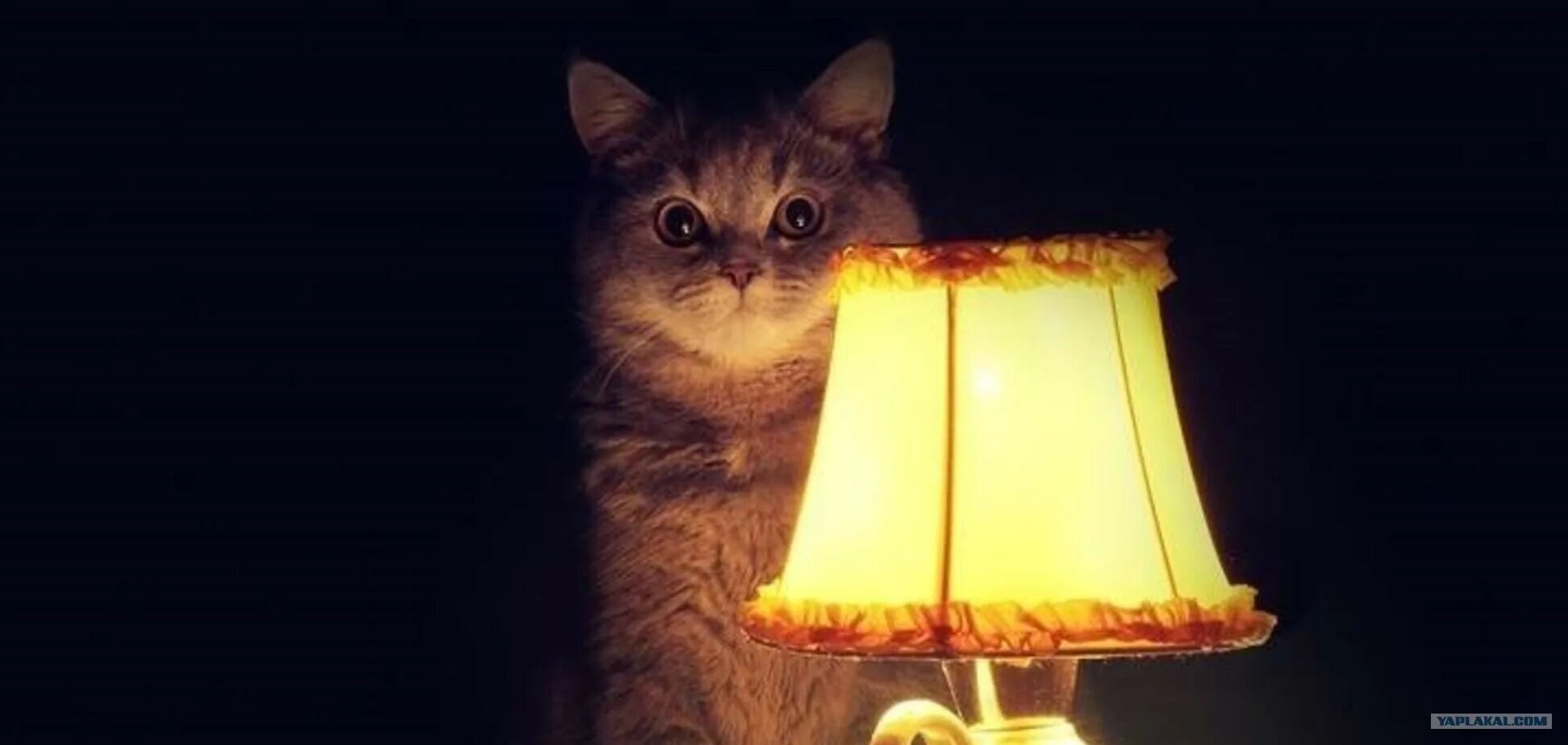 Настало время ох ительных. Лампа кот. Кот с лампой настало время. Котики. Кот и лампочка.