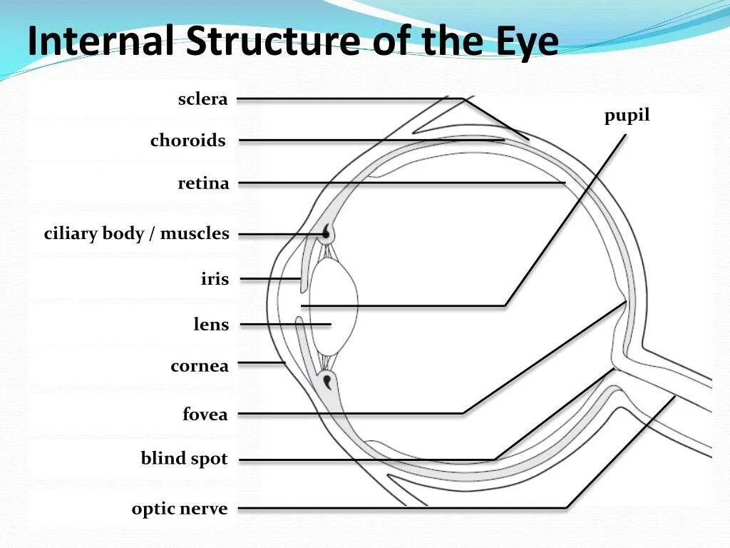 Internal structure. Eye structure. The Internal structure of the Eye. Human Eye structure. Pupil structure of an Eye.