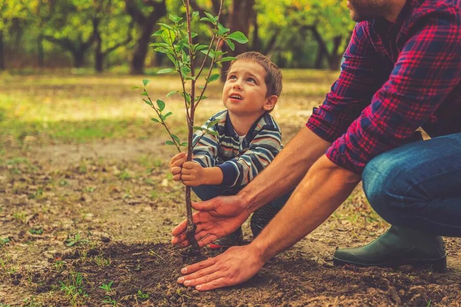 Где можно сажать деревья. Дети и природа. Человек заботится о природе. Дети заботятся о природе. Доброта к природе.
