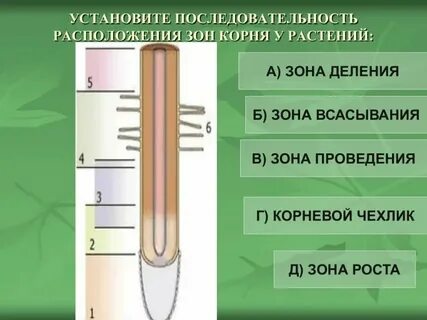 Правильная последовательность стебля