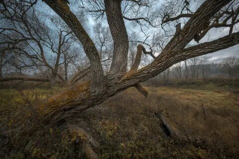 Старые деревья давно облетели