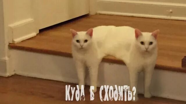 Песня ты похож на кота степ. Песня ты похож на кота степ. Песня ты похож на кота степ. Кот степа мем. Кот стёпа.