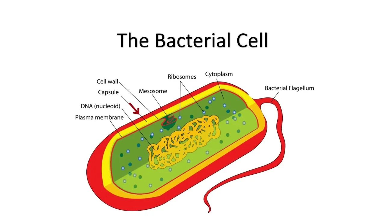 Строение клеточной стенки бактериальной клетки. Фибриллярный нуклеоид. Структура бактериальной клетки нуклеоид. Строение бактериальной клетки макет. Клеточная стенка и мембрана бактерий