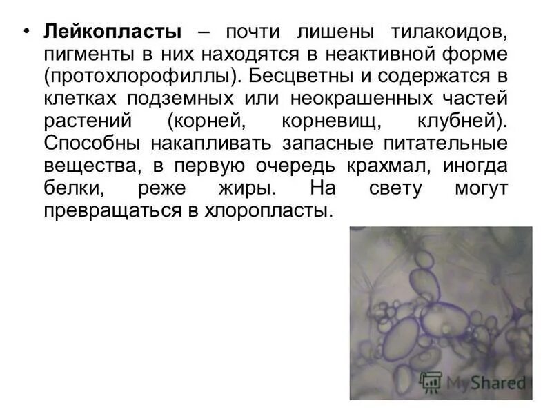 Функции лейкопластов в растительной клетке. Лейкопласты это кратко. лейкопласты в растительной клетке. лейкопласты строение. лейкопласты у растений.