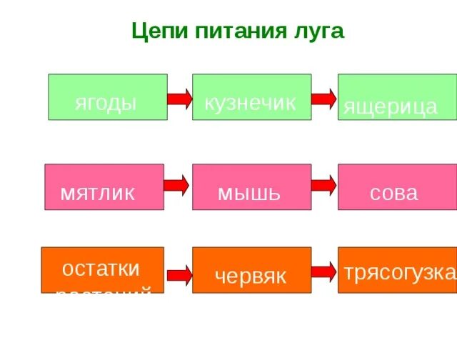 Цепь питания сообщества луга. Цепь питания характерная для луга 4 класс.