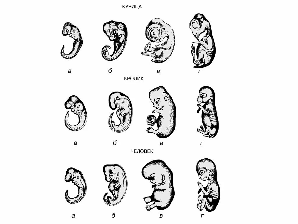 Эмбриональное развитие человека в основном. Эмбриология стадии развития эмбриона. Эмбриология развитие зародыша. Эмбриология человеческого зародыша. Эволюционная эмбриология Мечников.