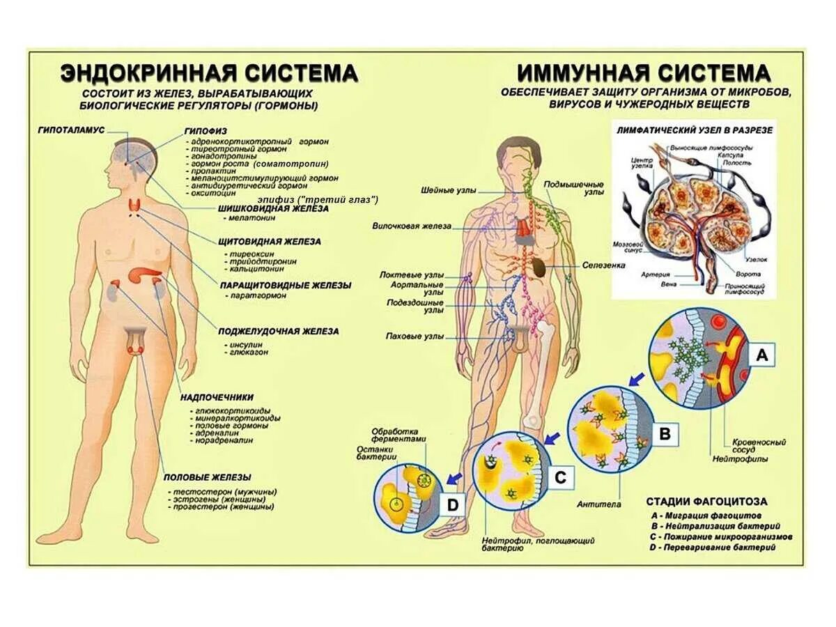 Как функцию выполняют лимфатические узлы Лимфатическая система. Органы кроветворения и иммунной системы презентация онл