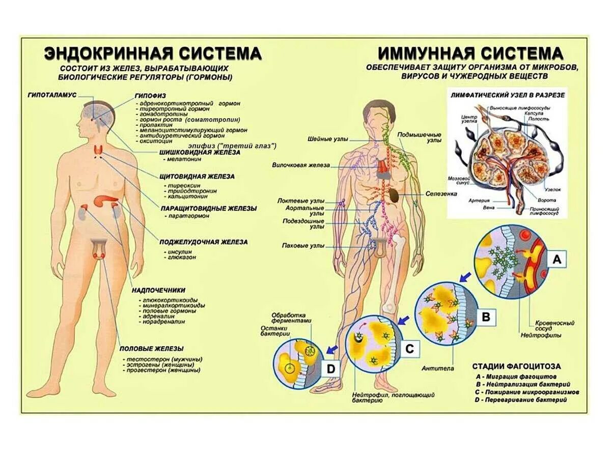 Эндокринная система человека гормоны