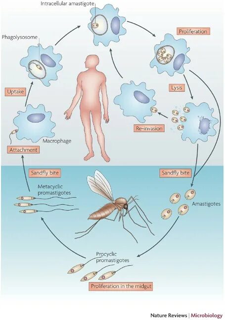 Инвазионная стадия лейшмании. Лейшмания донована жизненный цикл. leishmania tropica жизненный цикл. жизненный цикл лейшмании. лейшманиоз пути передачи.