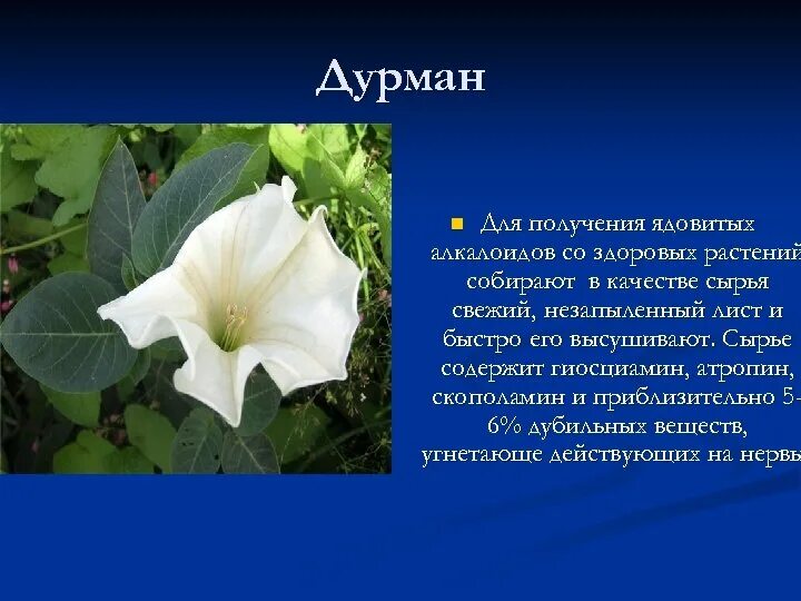 Дурман читать. Дурман скополамин. дурман трава растение. дурман обыкновенный ядовитое растение. алкалоиды дурмана обыкновенного.