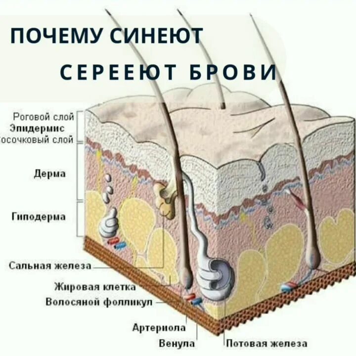 Дерма эпидерма строение кожи. Слой кожи эпидермис дерма гиподерма. Слой кожи эпидермис дерма гиподерма. Гиподерма кожи гистология. Кожа эпидермис дерма гиподерма.