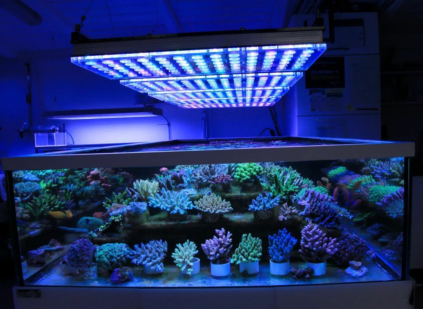 A8 led Reef Light. Лампа аквариумная люминесцентная. Люминесцентные лампы для аквариума. Флуоресцентная лампа для аквариума. Led полный спектр