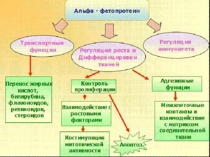 Альфа фетопротеин это. Альфа фетопротеин функции. Фетопротеин функции. Роль Альфа фетопротеина. Альфа 1 фетопротеин функции.