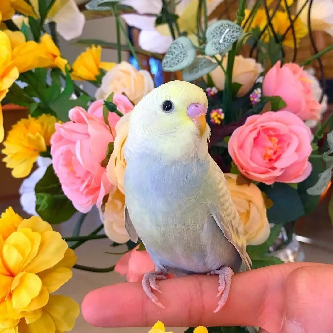 Неразлучники попугаи розовые. Попугай корелла птенчик. Неразлучники попугаи голубые. Попугаи маленькие милые. Попугаи неразлучники какаду.