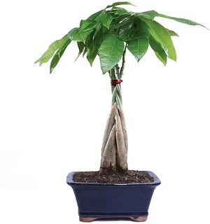 Money tree plant