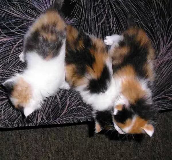 У каких кошек рождаются трехцветные котята. Трехцветный котенок. Трехцветный пушистый котенок. Трехшерстная кошечка пушистая. Трёхцветная кошечка котята.