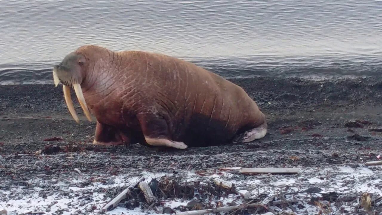 Морж на берегу. Лежбище моржей чукотский район. Ластоногие млекопитающие морж. Чукотские моржи. Морж лаптевский подвид.
