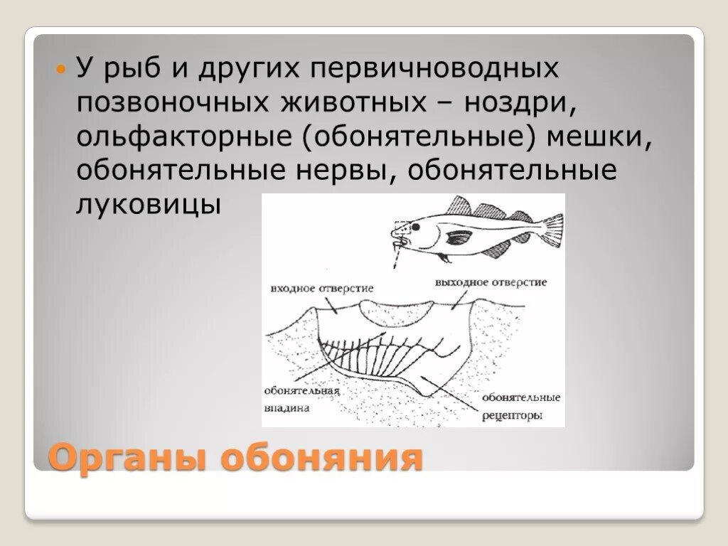 Органы обоняния у рыб. Орган обоняния позвоночных. Обонятельные мешки у рыб. Ноздри рыбы являются.