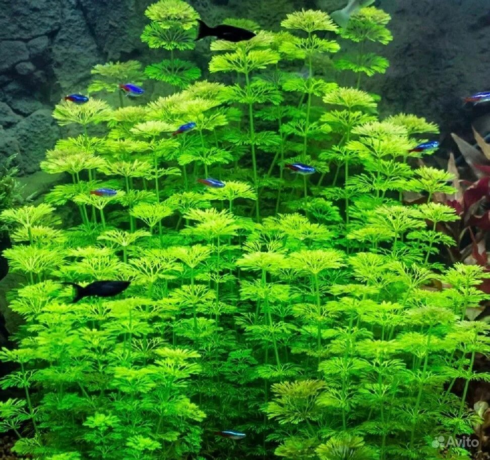 амбулия аквариумное растение. амбулия королевская. лимнофила сидячецветковая аквариумное растение. лимнофила аквариумное растение. лимнофила сидячецветковая.