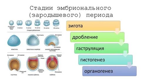 Этапы эмбрионального развития