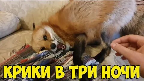Хитрая лиса жалю больно как оса песня
