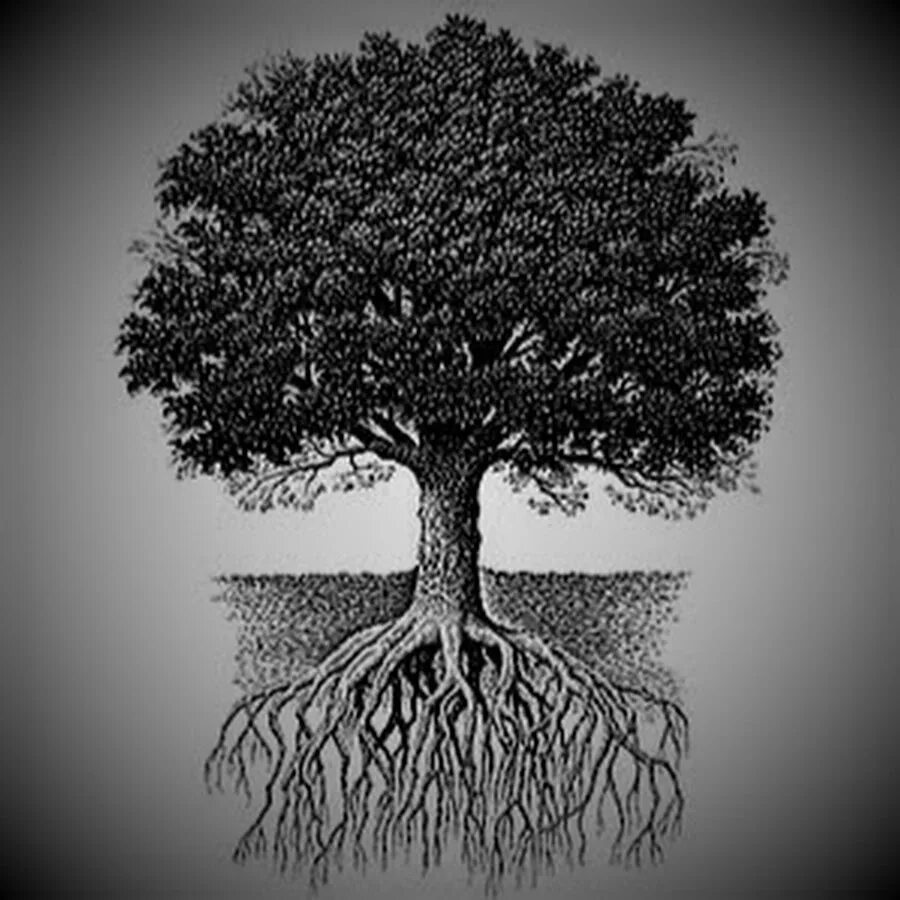 Дерево жизни дуб. Корни дерева. Корневая система деревьев. Корни дуба. Дерево дуб с корнями.