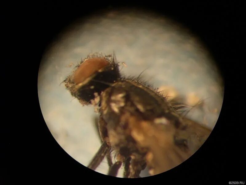 Мошка под микроскопом фото. Мошка в Астрахани под микроскопом. Зубы мошкары под микроскопом. Муха под микроскопом. Муха в микроскопе.