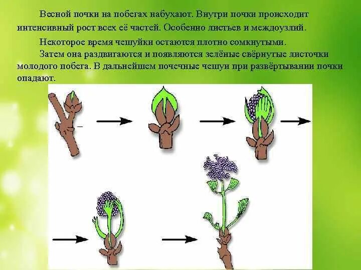 Почему почка побег. Развертывание побега. Рост и развитие побега биология 6 класс. Развертывание побега из почки. Развертывание почек растения.