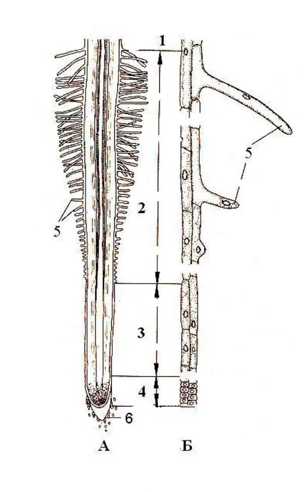 Зона всасывания корня проростка пшеницы. Зоны корня у проростка пшеницы. Строение корня проростка пшеницы. Зарисуйте клетки кончика корня и корневой волосок.