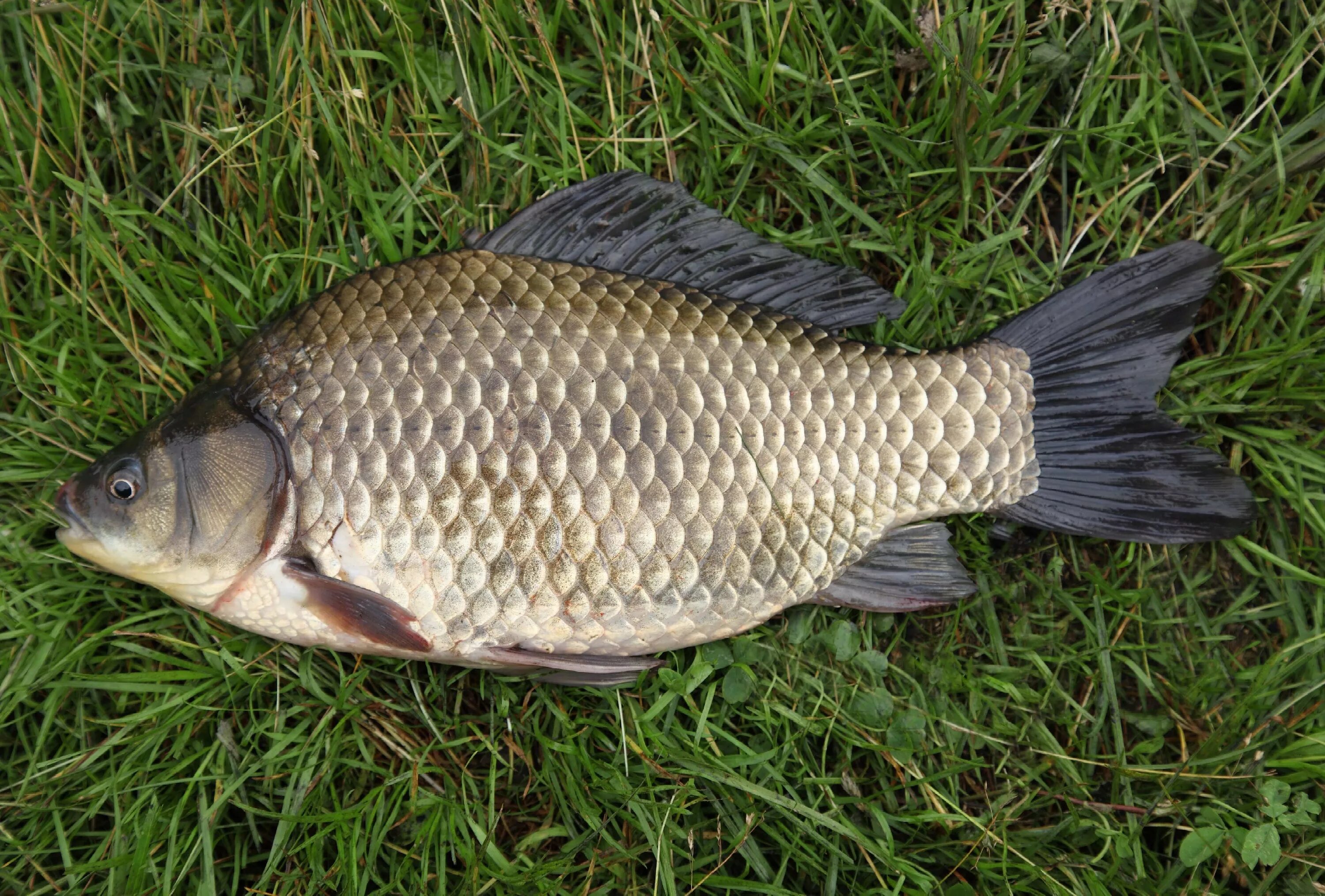 Карась обыкновенный Carassius Carassius. Карась золотой Carassius Carassius. Серебряный карась (Carassius gibelio). Карась мабуна.