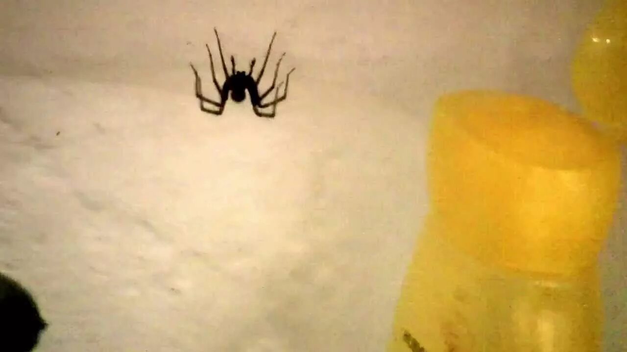 Паук в ванной. Паук на стене в ванной. Белый паук в ванной. Ванна из пауков. Паук вечером на кухне примета