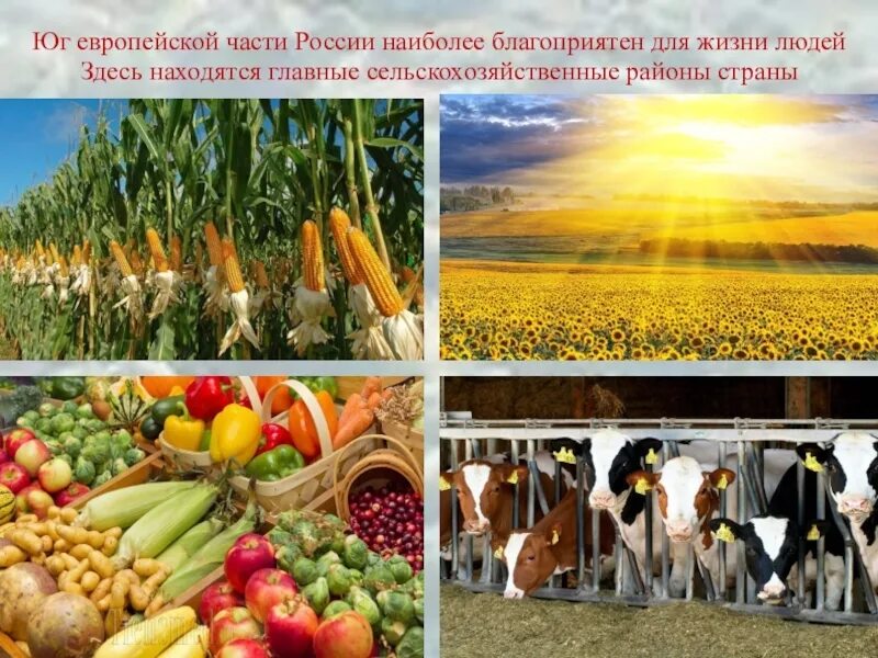 Хозяйство европейского юга сельское хозяйство. Европейский юг земледелие. Европейский юг земледелие. Сельское хозяйство северного юга. Хозяйство европейского юга сельское хозяйство.
