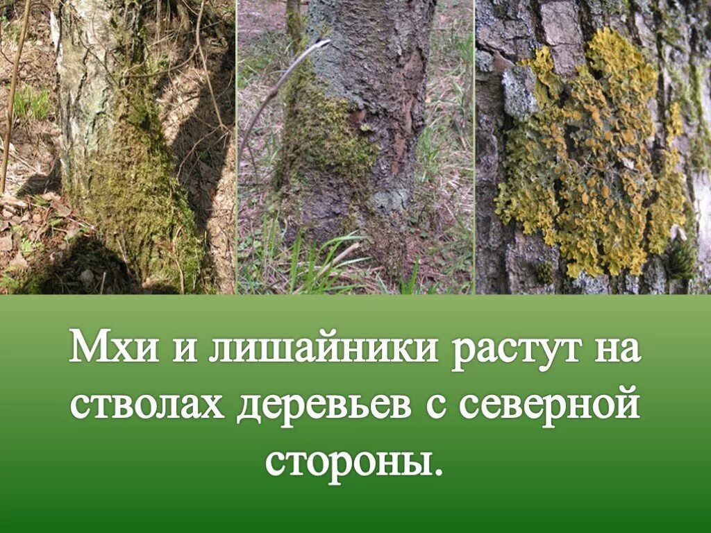 На какой стороне растет лишайник. Ориентирование по мхам и лишайникам. Ориентирование по мху. Ориентирование по мху на деревьях. Ориентирование на местности по мху.