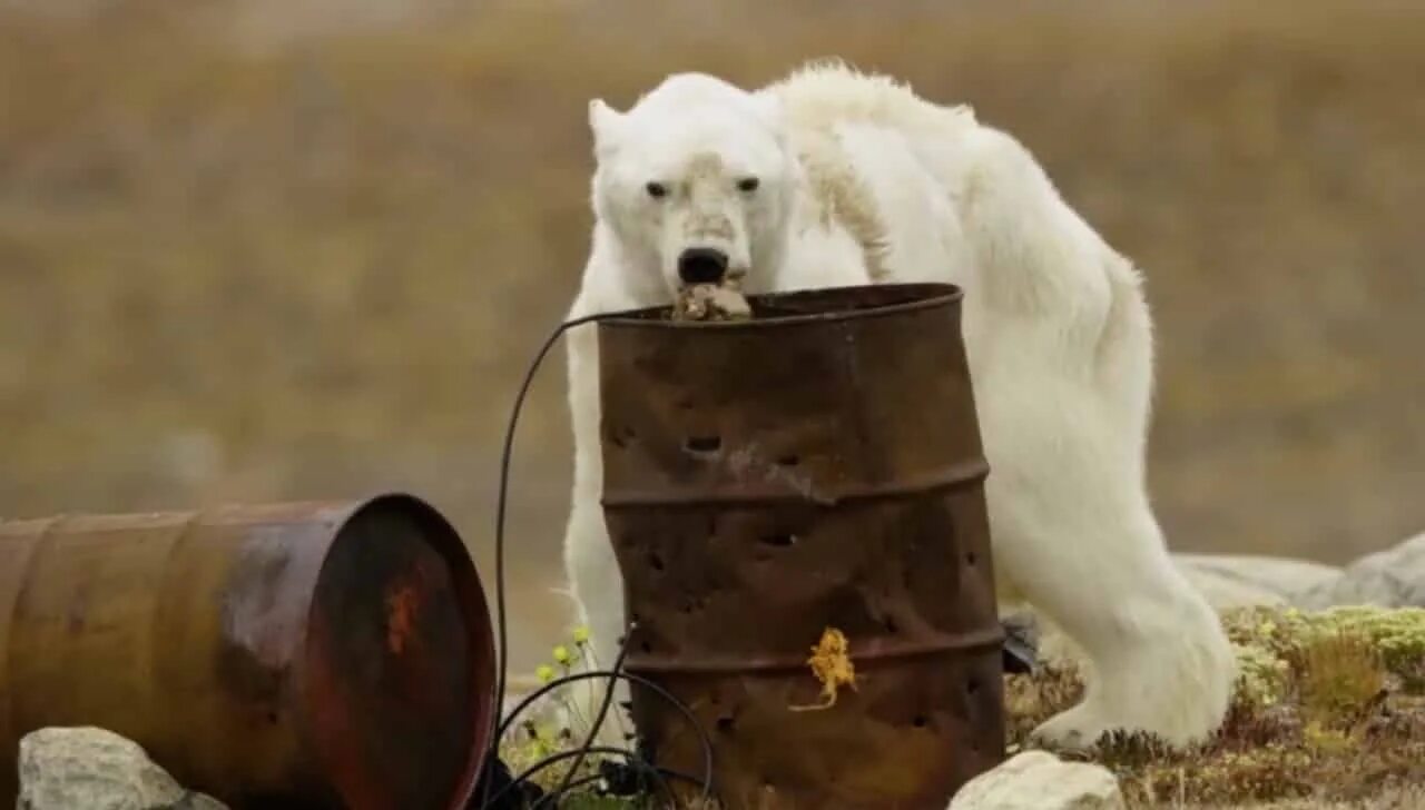 Белый медведь глобальное потепление. Белые медведи вымирают. Умирающие белые медведи. Почему медведи умирают