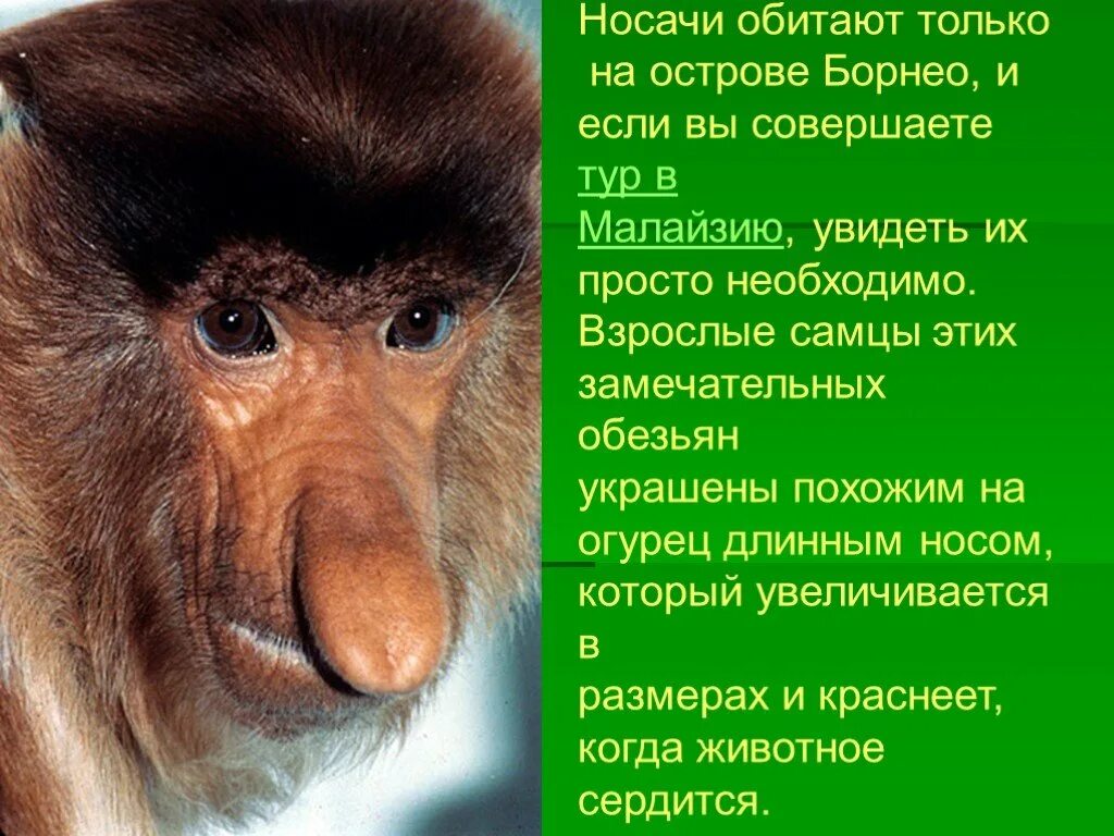 Истории про обезьян. Интересные факты про обезьян. Интересные факты об обезьянках. Удивительный факт о обезьянах. Факты о мартышках.