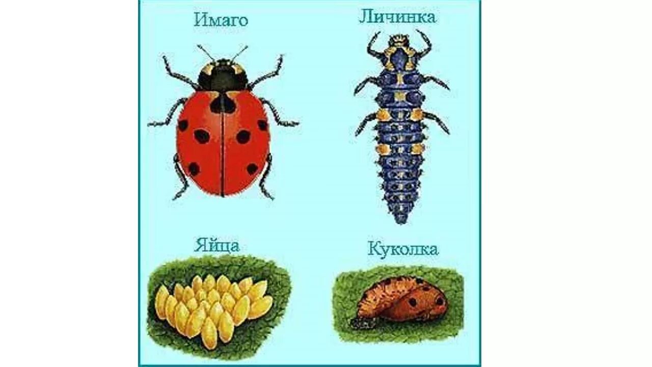 Божья коровка неполное превращение. Цикл развития Божьей коровки. Цикл развития Божьей коровки для детей. Развитие Божьей коровки с полным превращением. Жизненный цикл Божьей коровки.