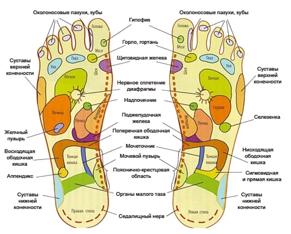 Активные точки стопы акупунктура. Точки на подошвах ног отвечающие за органы. Проекция органов на ступне. Схема акупунктурных точек на стопе.