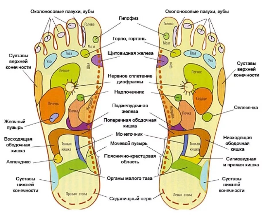 Печет подошва ног. Активные точки стопы акупунктура. Точки на подошвах ног отвечающие за органы. Проекция органов на ступне. Схема акупунктурных точек на стопе.