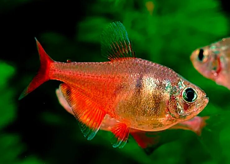 Аква тетры. Тетра королевская пальмери. Тетра буэнос айрес. Тетра бриллиантовая рыбка аквариумная. Тетра фон рио.
